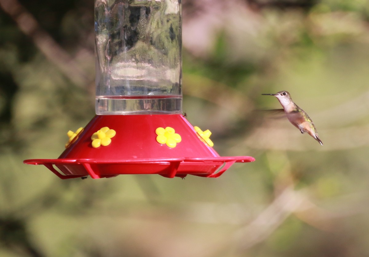 Calliope Hummingbird - David Stejskal