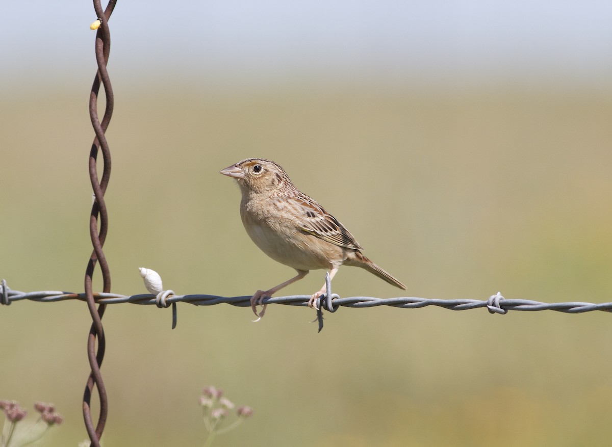Grasshopper Sparrow - Marc North