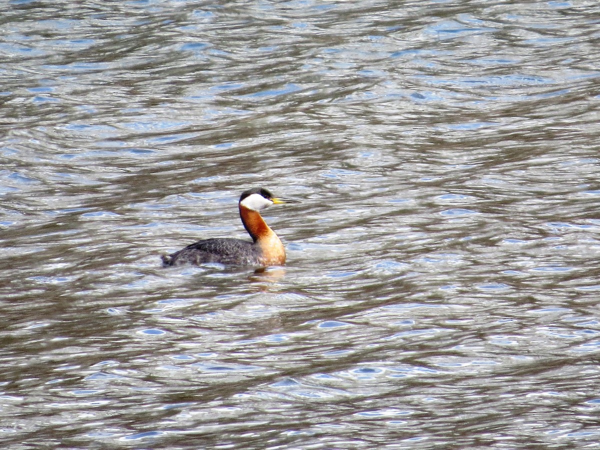 Red-necked Grebe - ML331047061