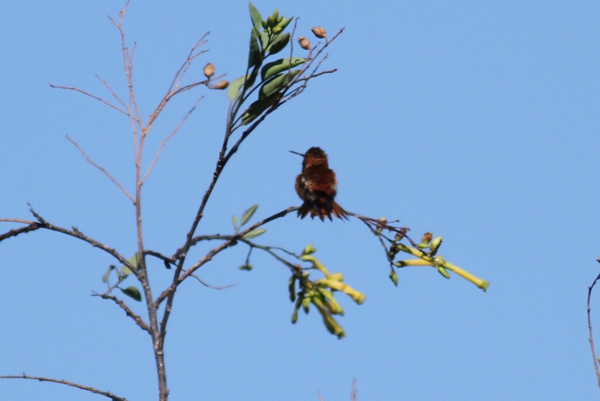 Rufous Hummingbird - ML331048751