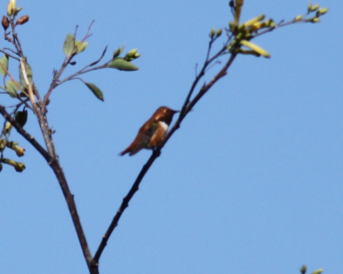 Rufous Hummingbird - ML331048811