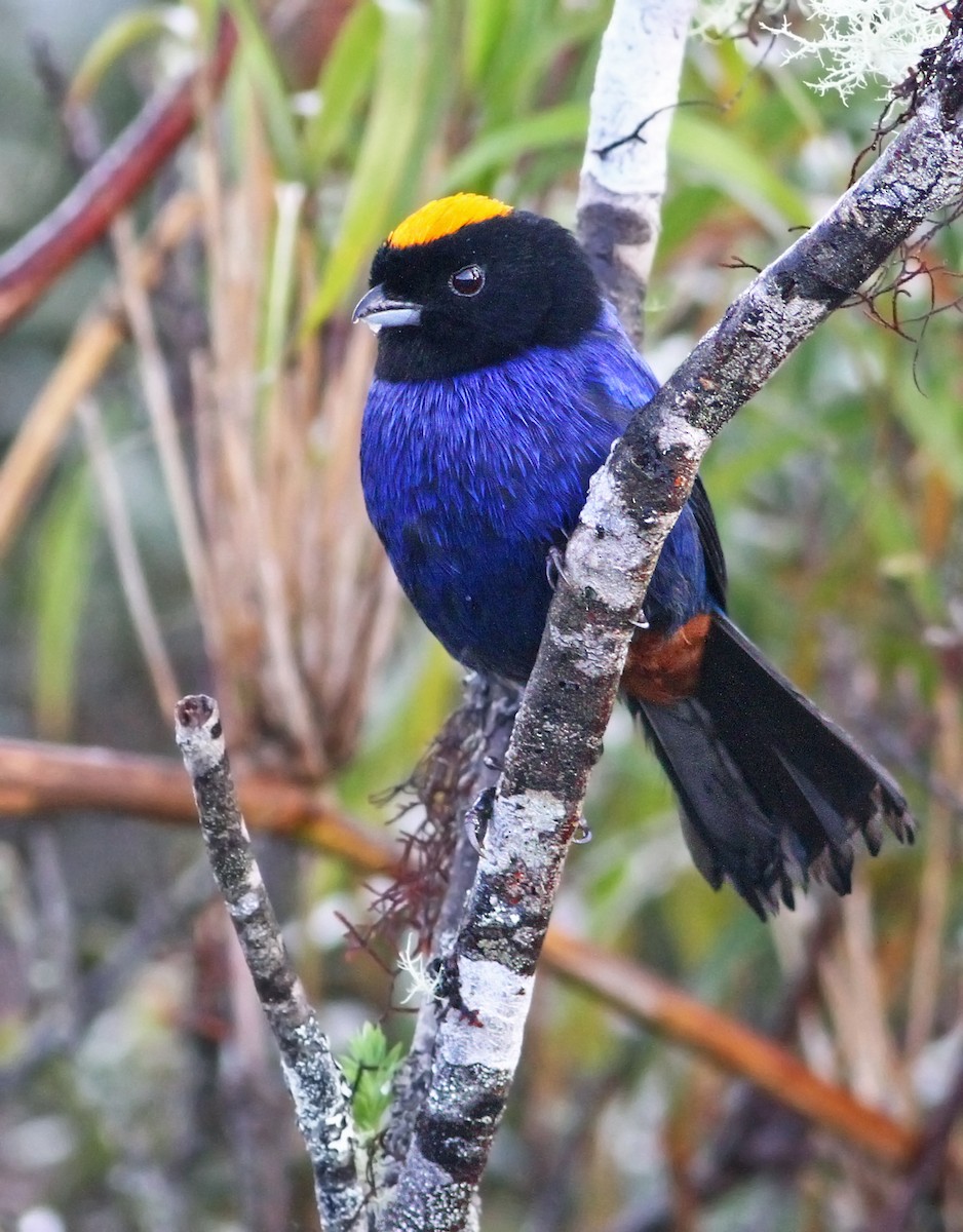Golden-crowned Tanager - ML33105501