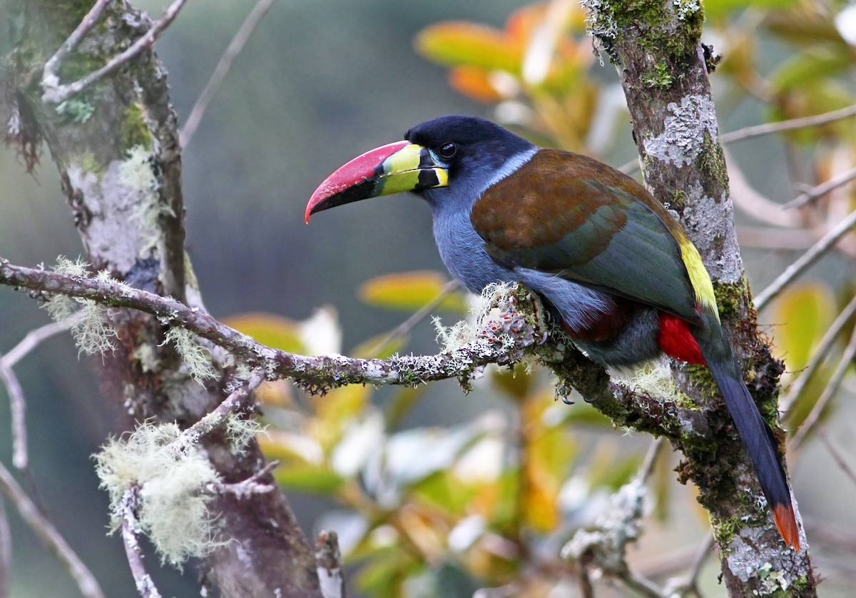 Gray-breasted Mountain-Toucan - Andrew Spencer