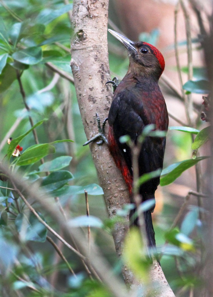 Okinawa Woodpecker - Andrew Spencer