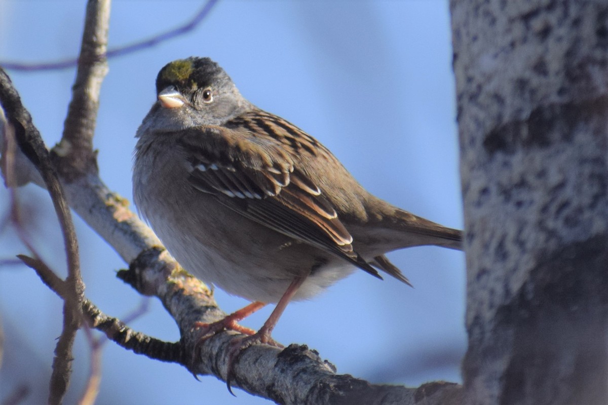 Golden-crowned Sparrow - ML331061461
