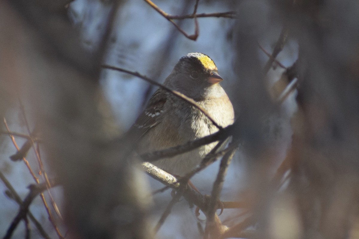 Golden-crowned Sparrow - ML331061471