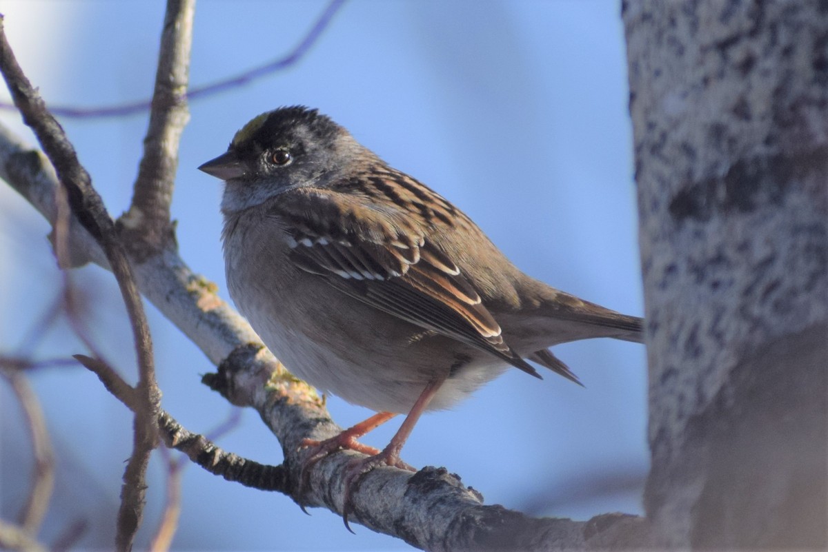 Golden-crowned Sparrow - ML331061481