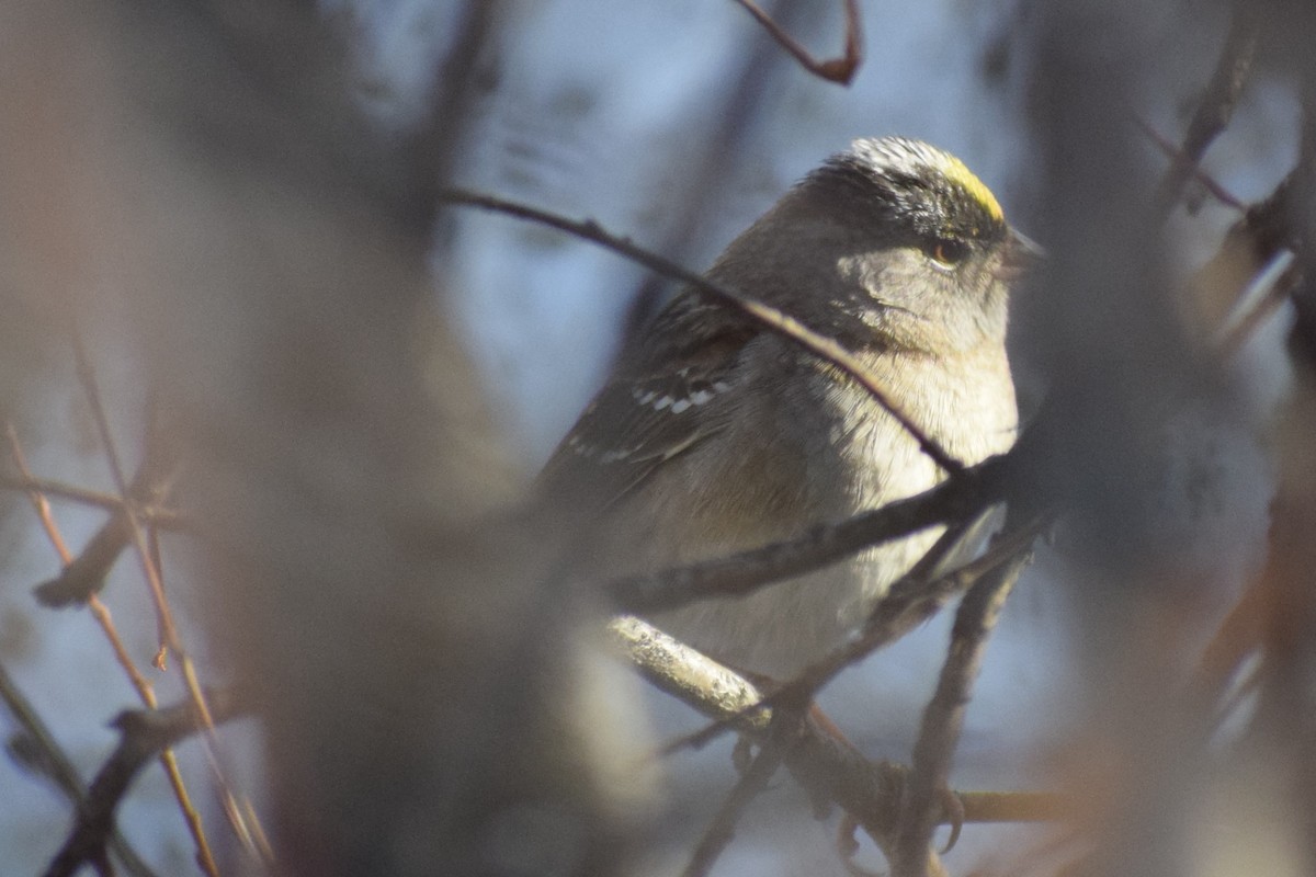 Golden-crowned Sparrow - ML331061491