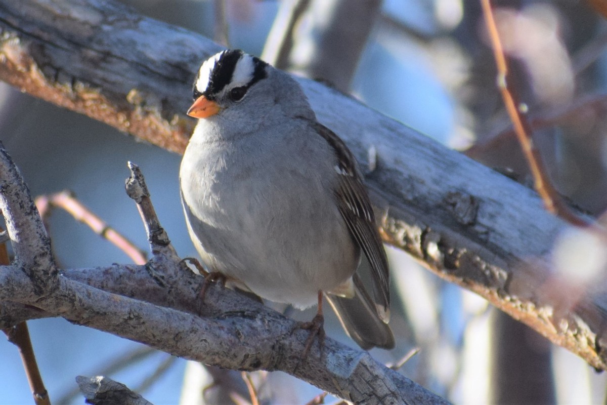 White-crowned Sparrow - ML331061571