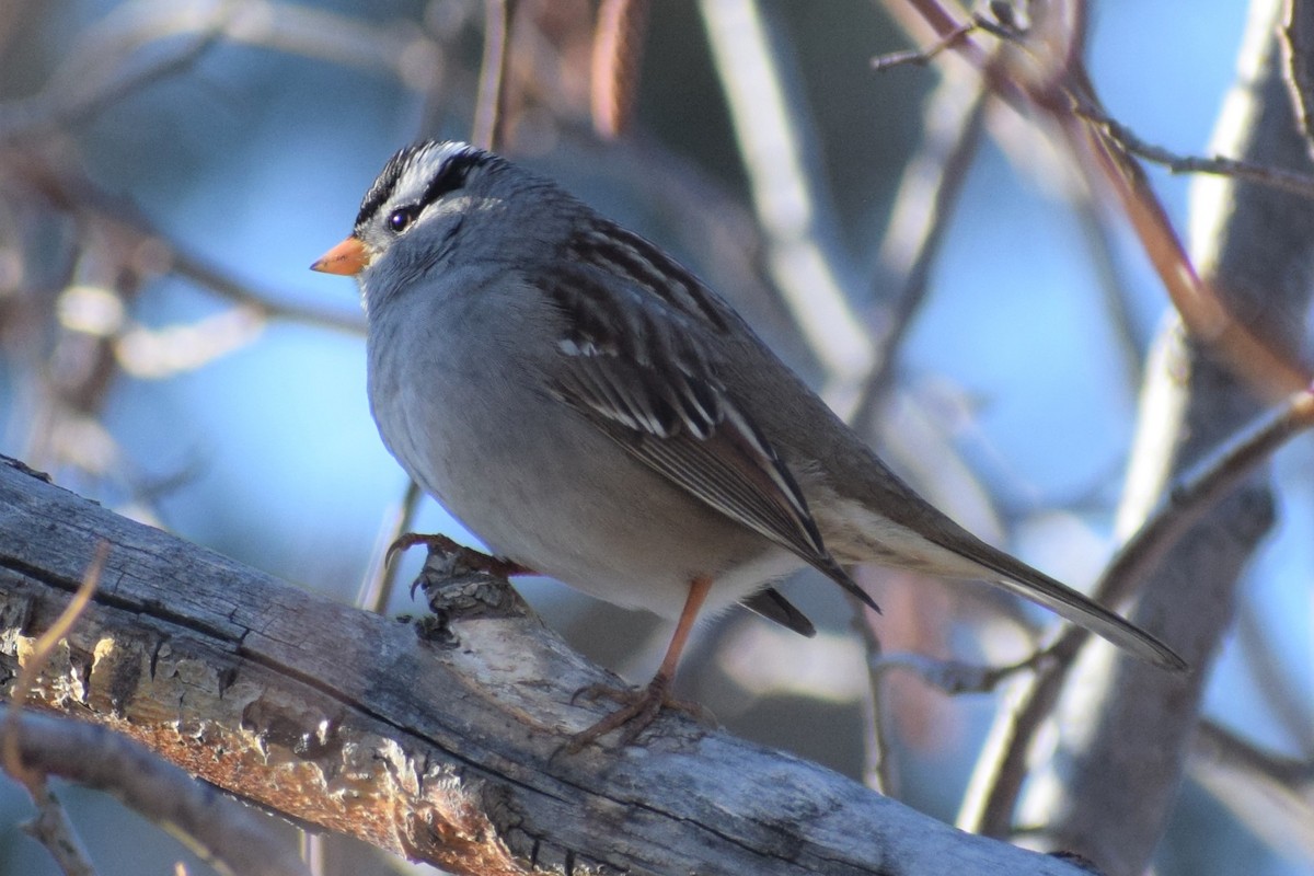 White-crowned Sparrow - Syd Cannings