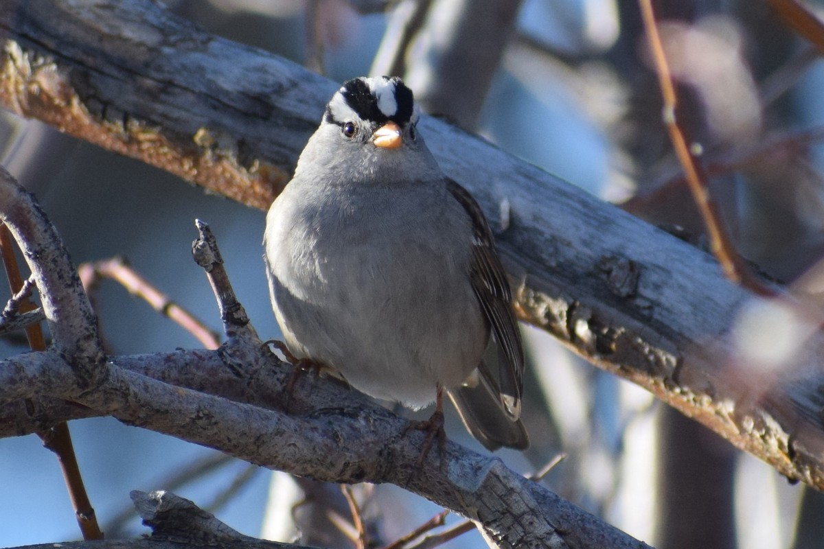 White-crowned Sparrow - ML331061591