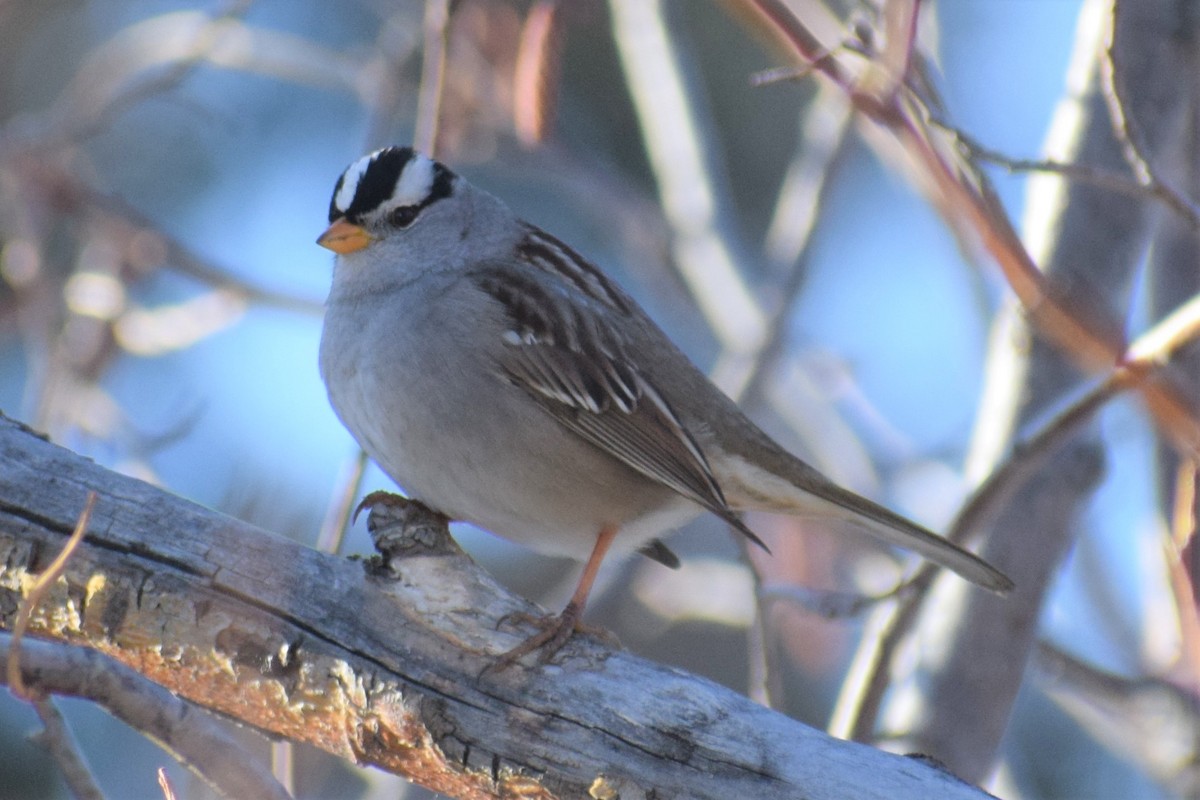 White-crowned Sparrow - ML331061601