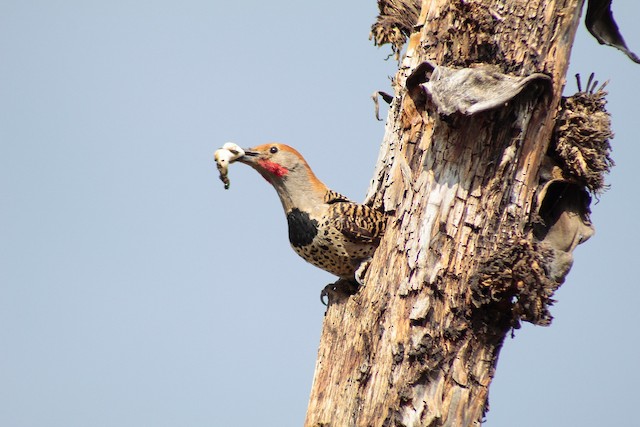 Male removing fecal sacs from nest. - Northern Flicker (Guatemalan) - 