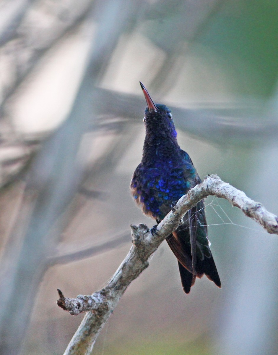 Sapphire-bellied Hummingbird - Andrew Spencer