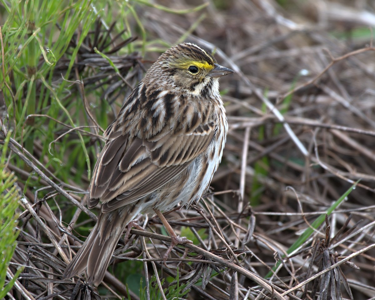 Savannah Sparrow - ML331069161