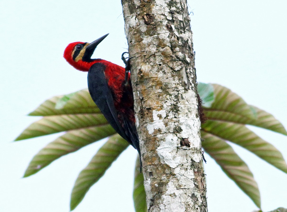 Crimson-bellied Woodpecker - Andrew Spencer