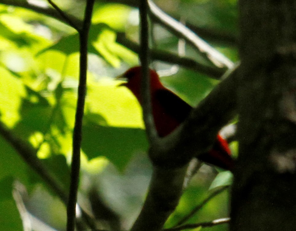 Scarlet Tanager - ML331070021