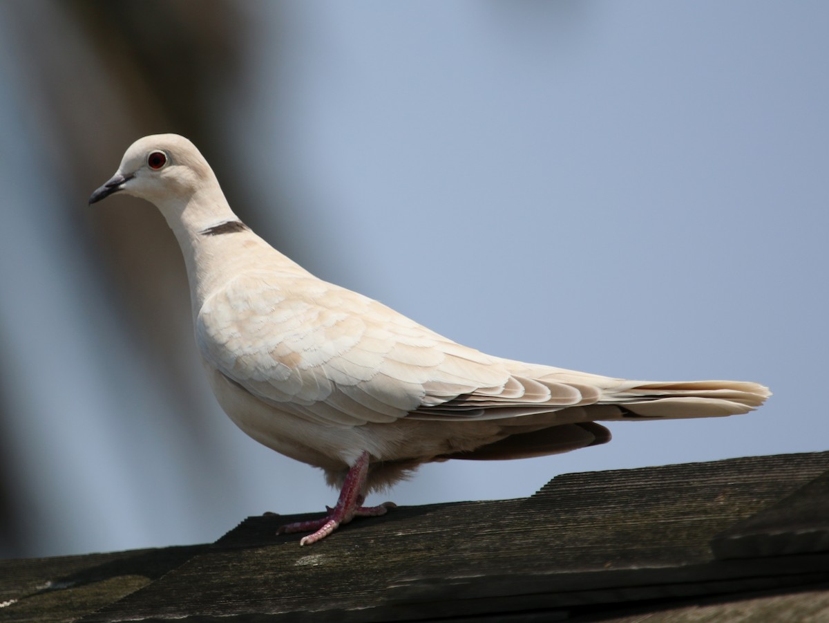 Eurasian Collared-Dove - Christine Jacobs