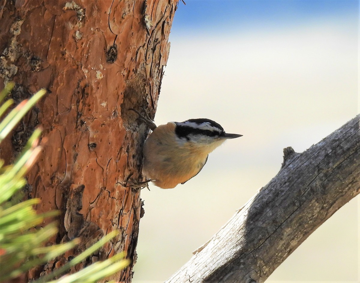 Red-breasted Nuthatch - ML331077101
