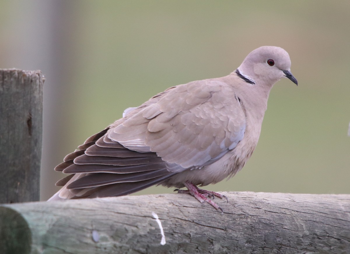 Eurasian Collared-Dove - Loren Kliewer