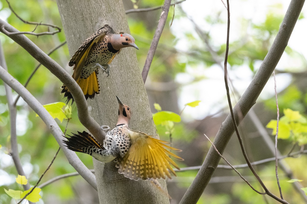 Northern Flicker (Yellow-shafted) - ML331091401