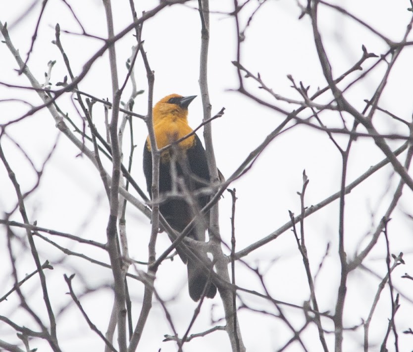 Yellow-headed Blackbird - ML33109291