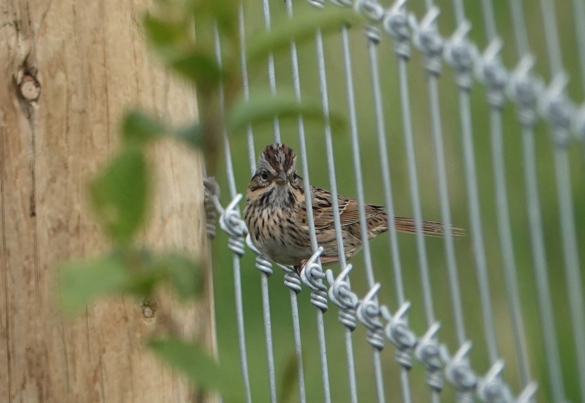 Lincoln's Sparrow - Ann Nightingale