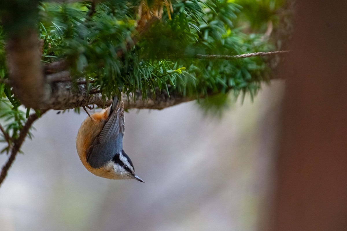 Red-breasted Nuthatch - Pavel Hanc