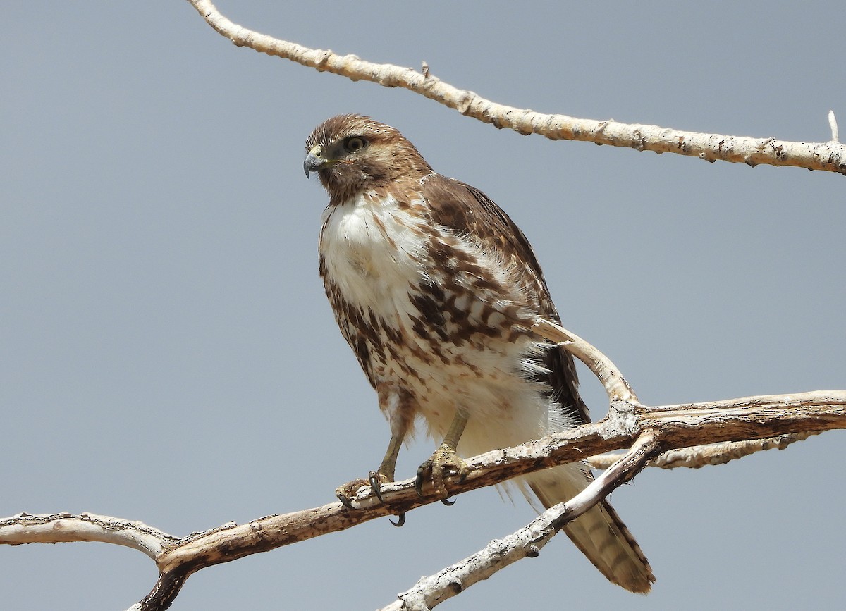 Red-tailed Hawk - ML331100071