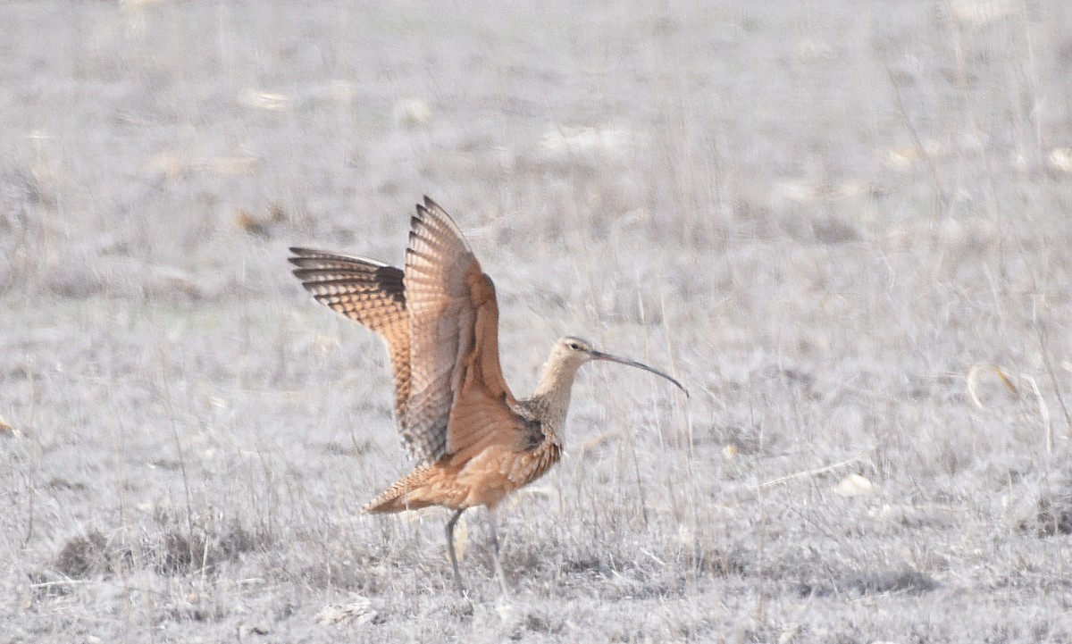 Long-billed Curlew - ML331106701