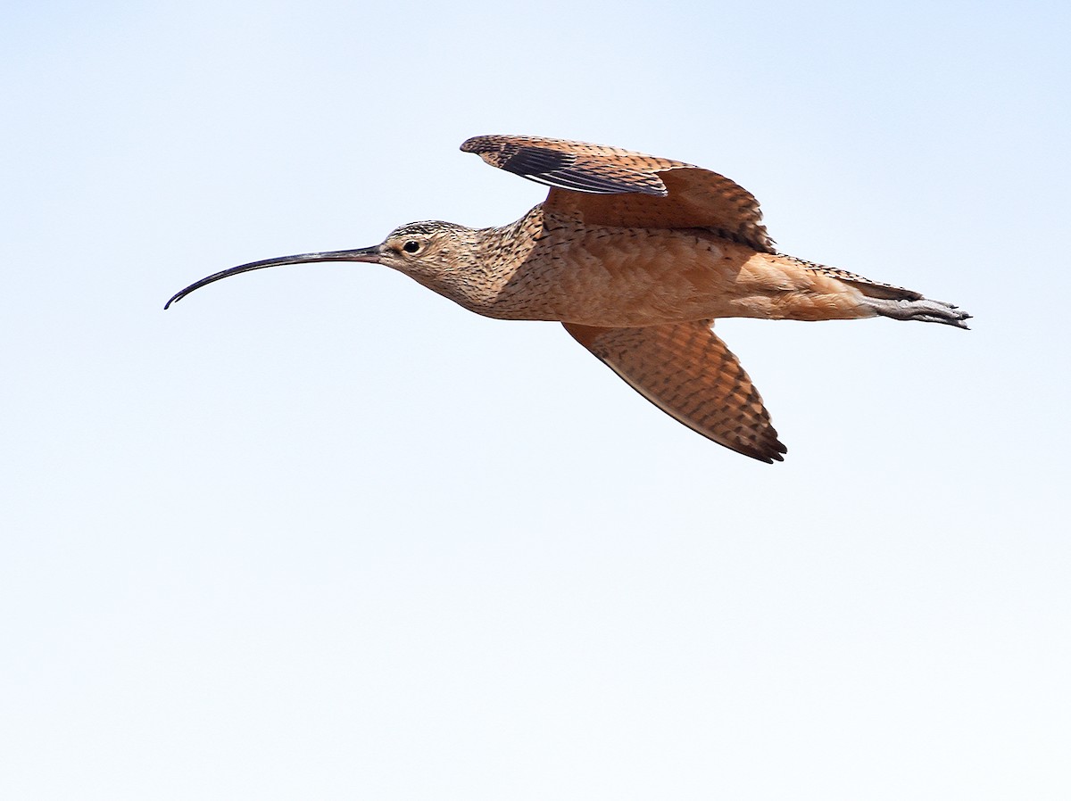 Long-billed Curlew - ML331106711