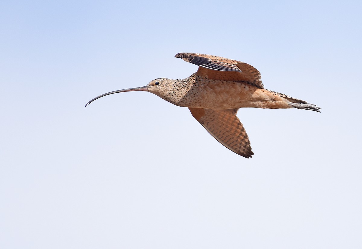 Long-billed Curlew - ML331106721