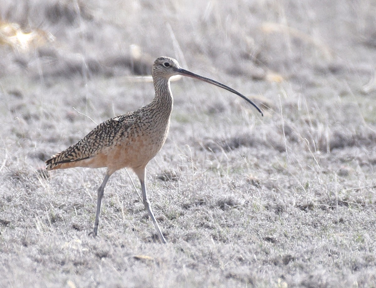 Long-billed Curlew - ML331106741