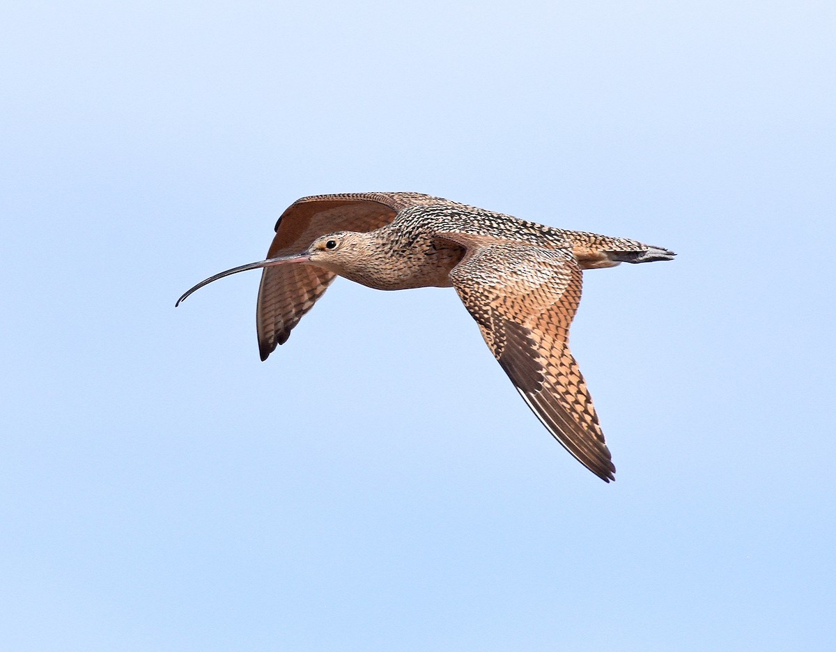 Long-billed Curlew - ML331106771