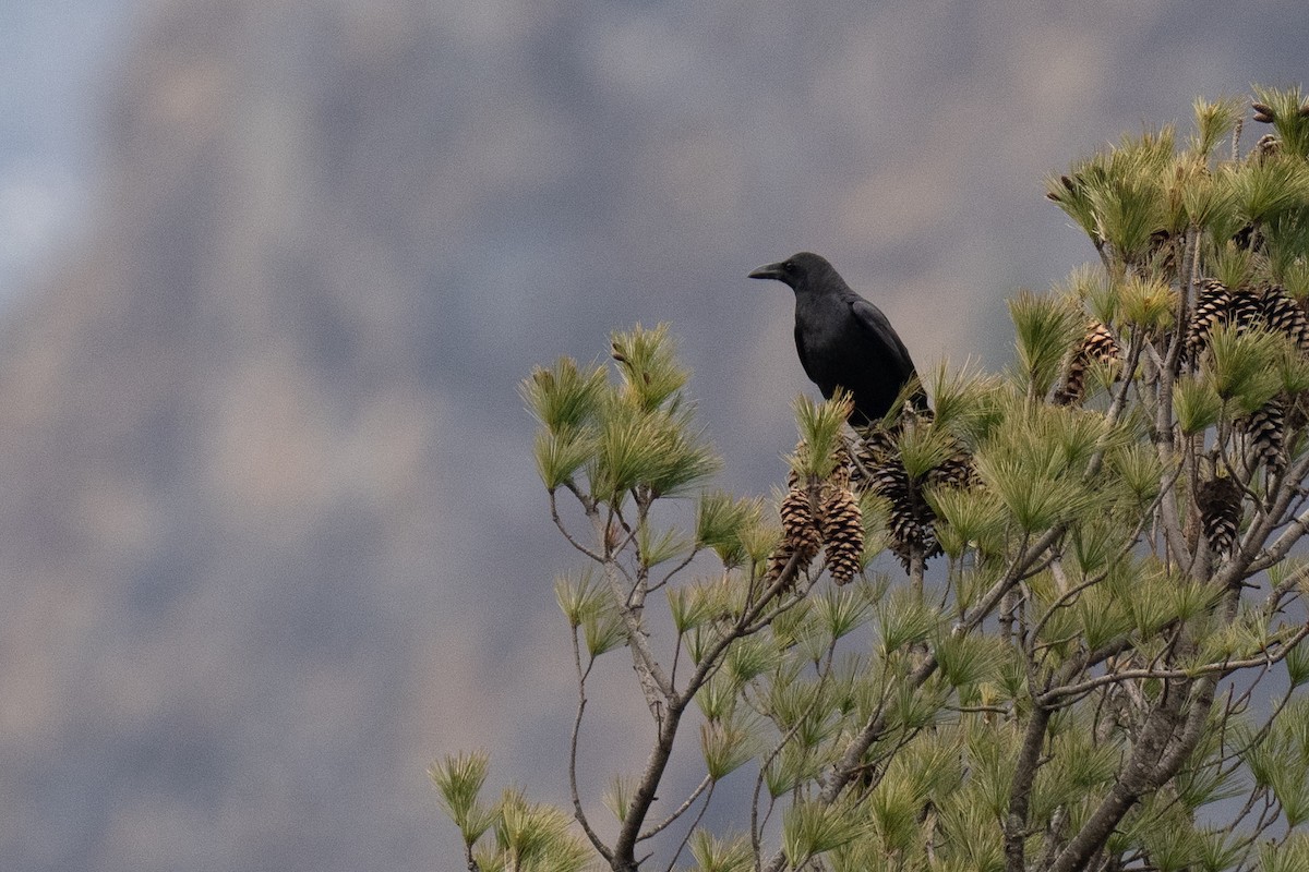 Large-billed Crow (Large-billed) - ML331116391