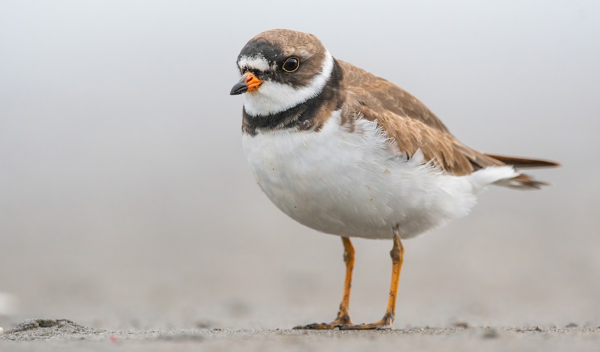 Semipalmated Plover - ML331127091