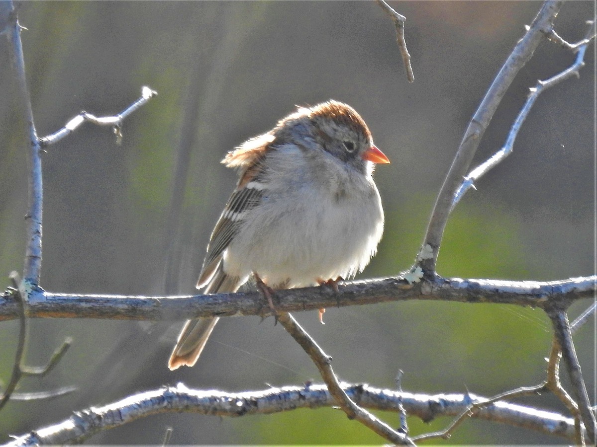 Field Sparrow - ML331130601