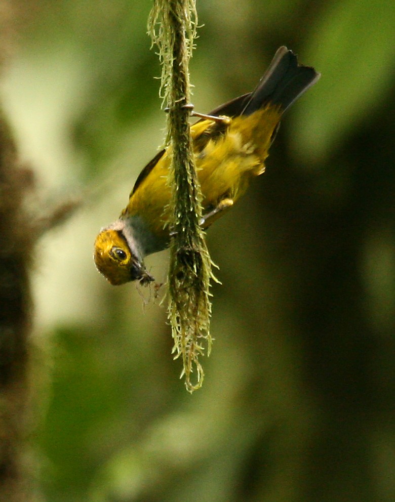 Silver-throated Tanager - ML33113521
