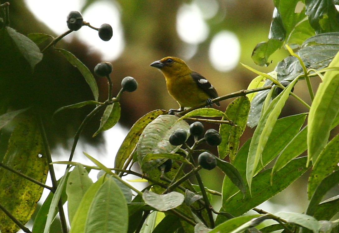 White-winged Tanager - ML33113601