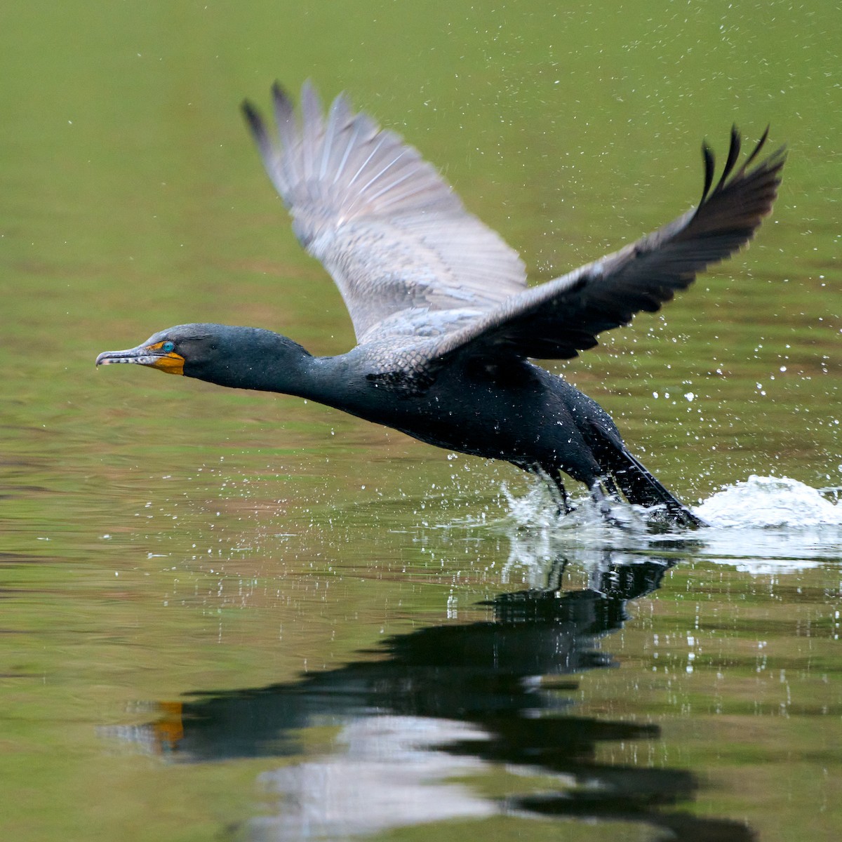 Double-crested Cormorant - Brennan Moore