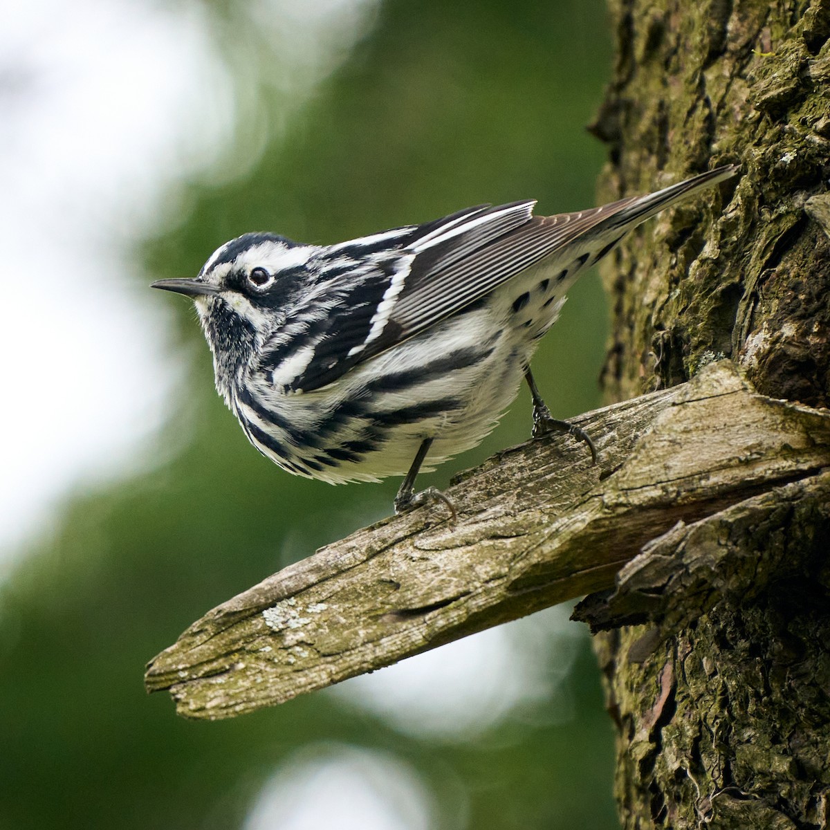 Black-and-white Warbler - ML331143891