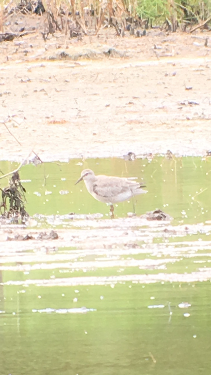 Red Knot - ML33114591