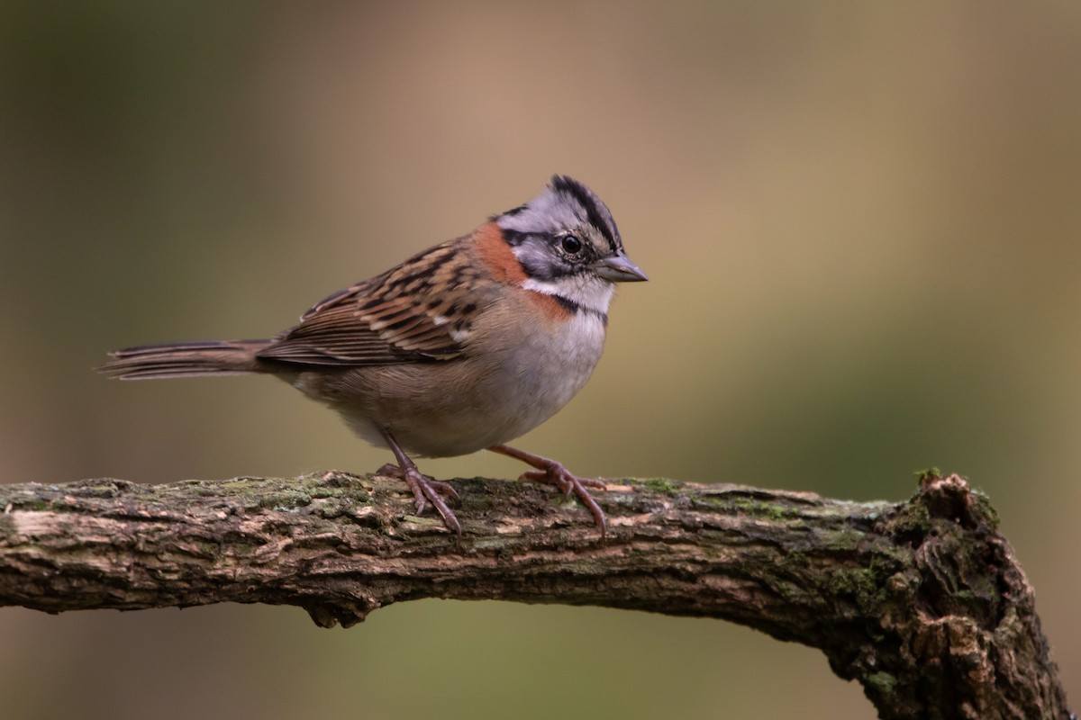 Rufous-collared Sparrow - ML331146991