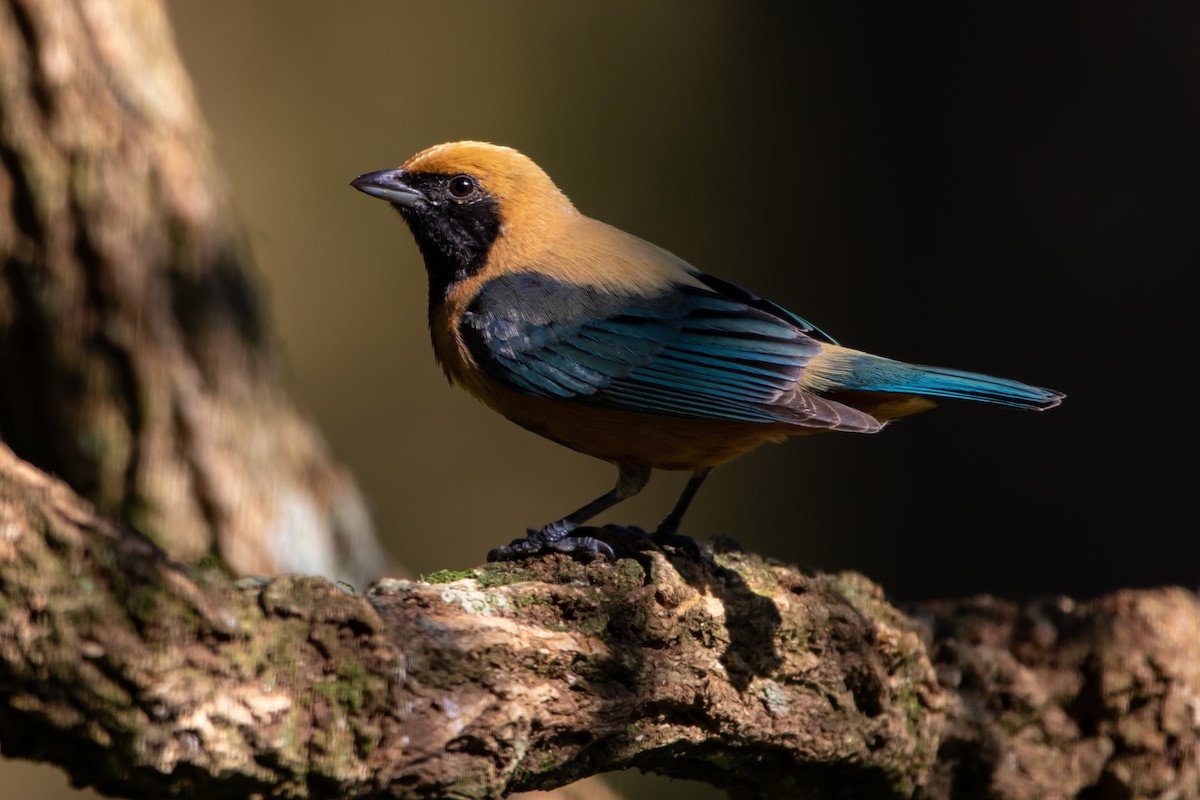 Burnished-buff Tanager - ML331147201