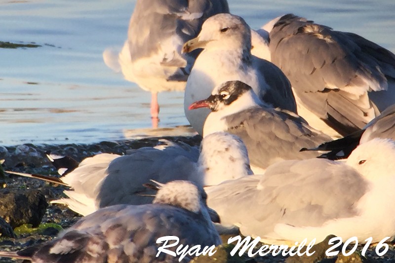 Franklin's Gull - Ryan Merrill