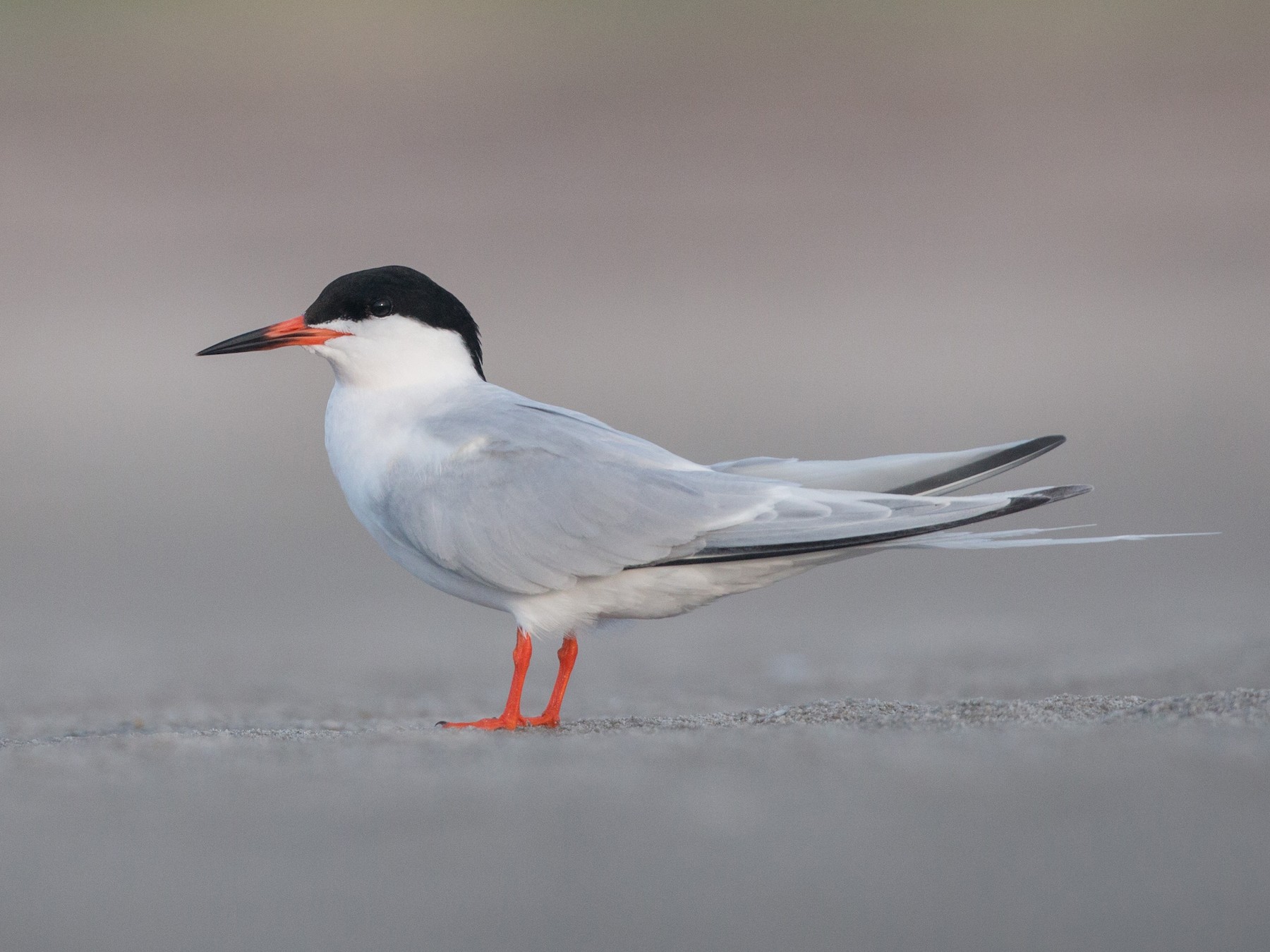 Roseate Tern - Ian Davies