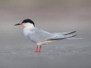 นกเต็มวัยในฤดูผสมพันธุ์ - Ian Davies - ML33115011