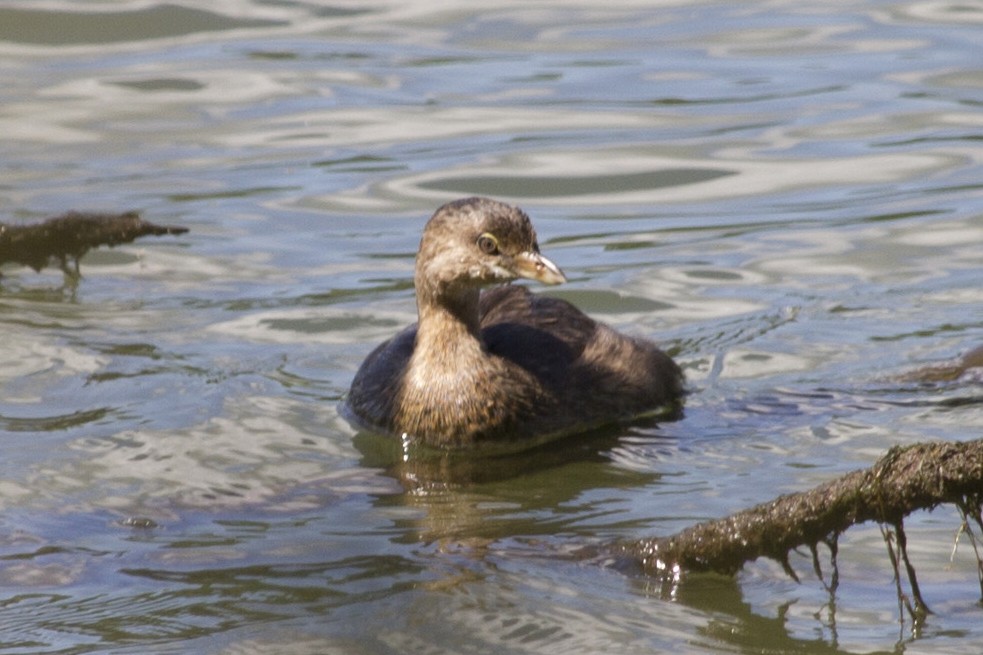 Pied-billed Grebe - Jacob Wessels