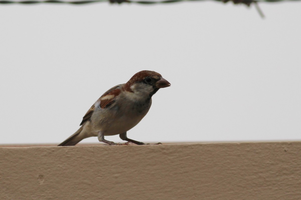 Somali Sparrow - ML33115201
