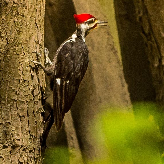 Pileated Woodpecker - Eric Juterbock